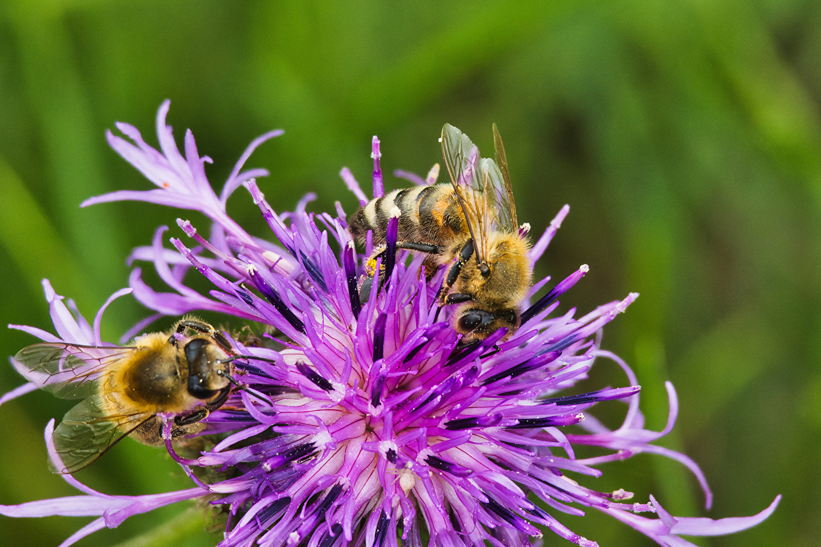 Bienen, Wespen, Hummeln