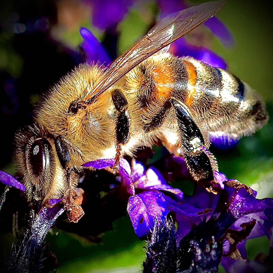 Biene beim Nektarsammeln