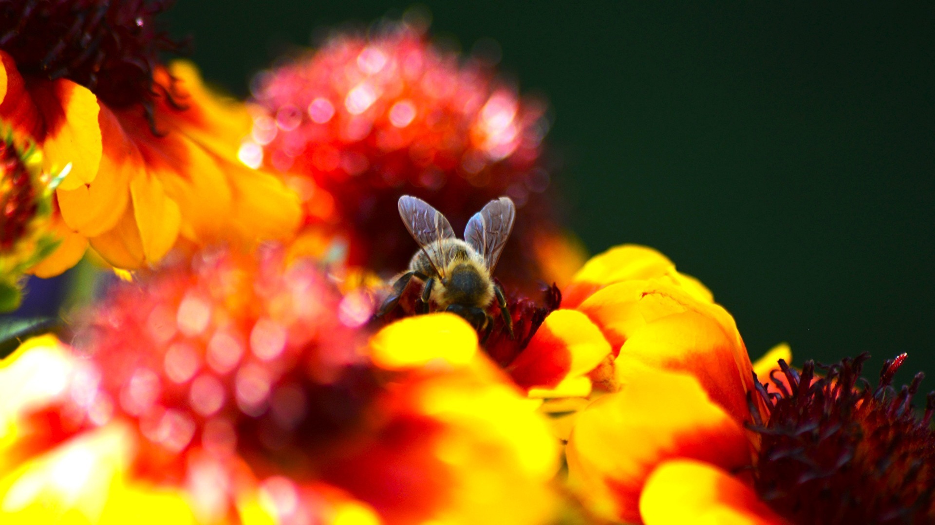 Bienen, Wespen, Hummeln