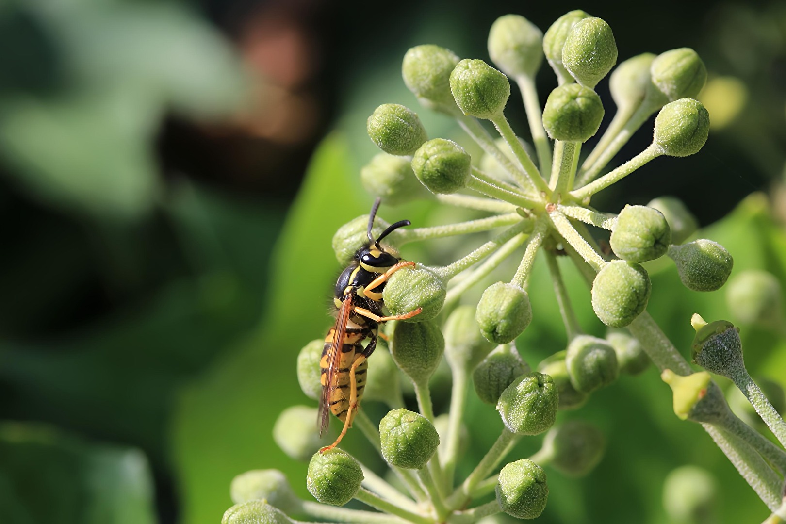 Bienen, Wespen, Hummeln