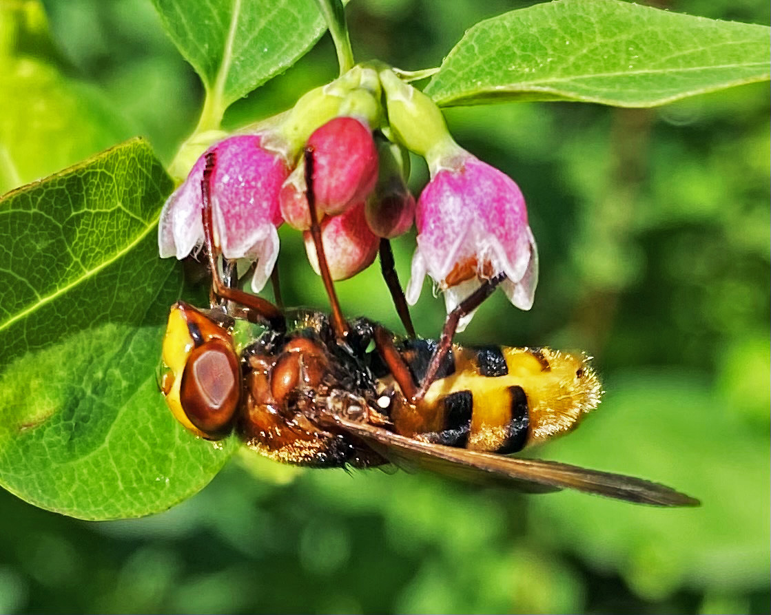 So was ähnliches, wie Bienen    Makro