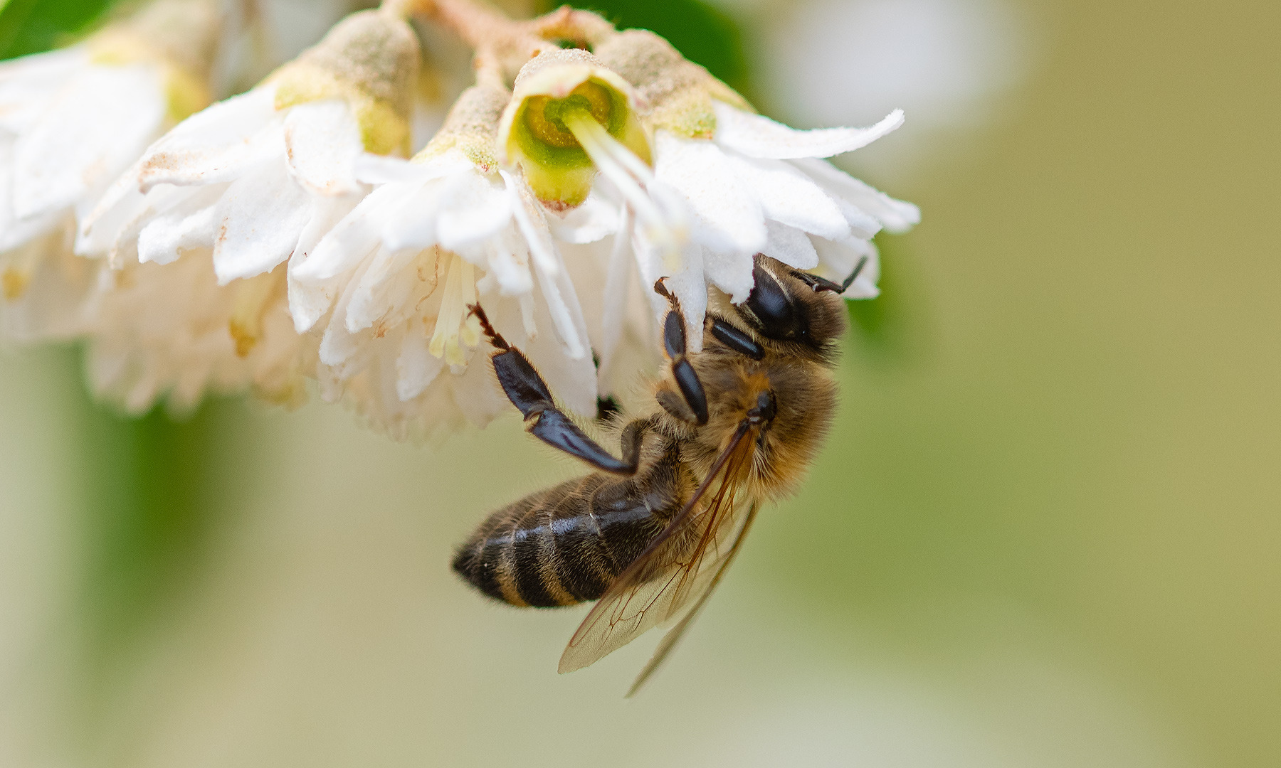 #Makro - Wildbiene