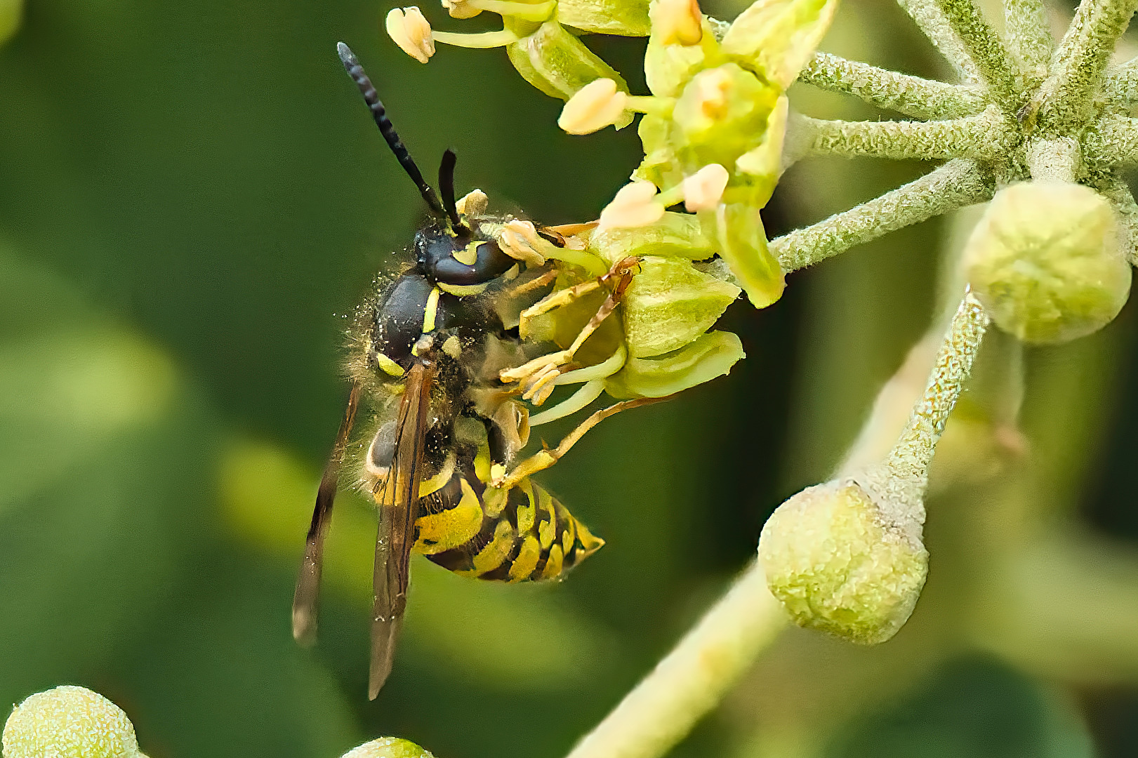 Bienen, Wespen, Hummeln
