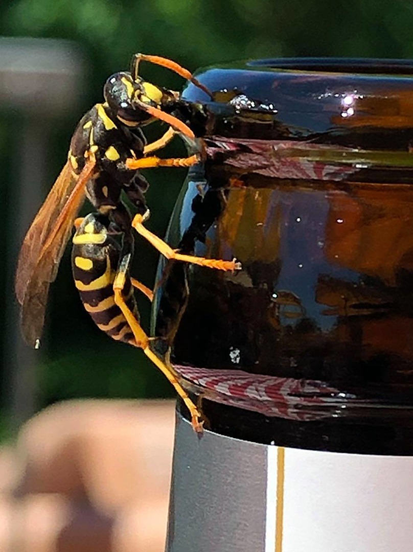 Makro  Bienen   Insekten