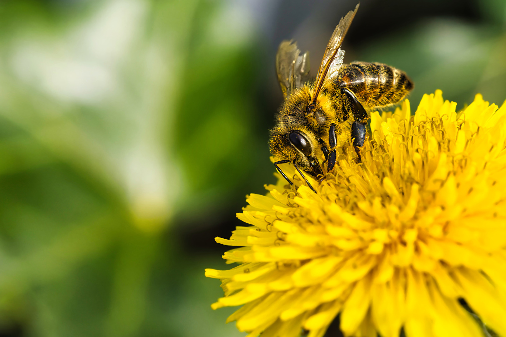Bienen, Wespen, Hummeln