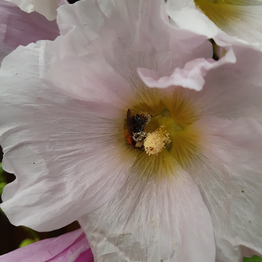 Bienen, Wespen, Hummeln