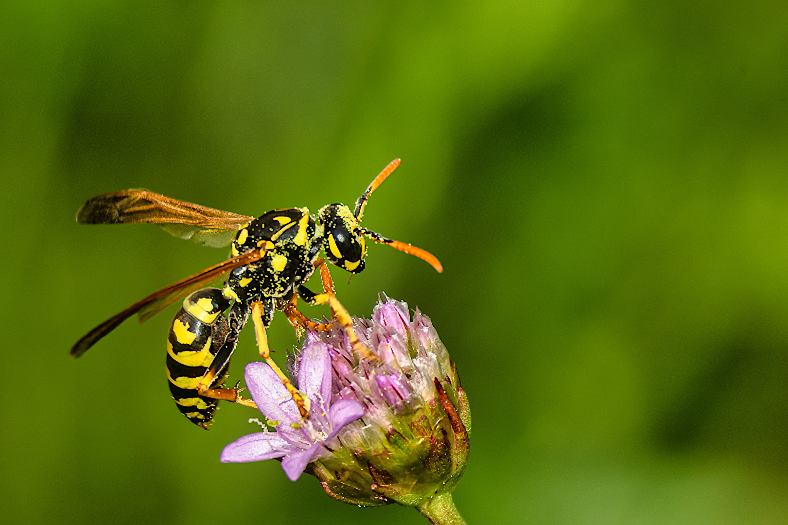 Bienen, Wespen, Hummeln