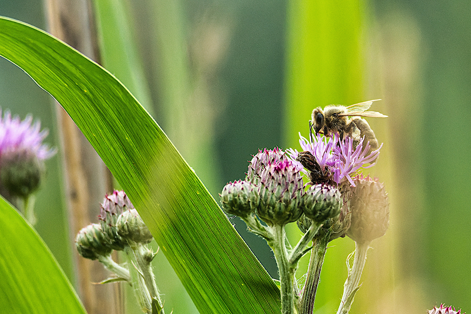 Bienen, Wespen, Hummeln