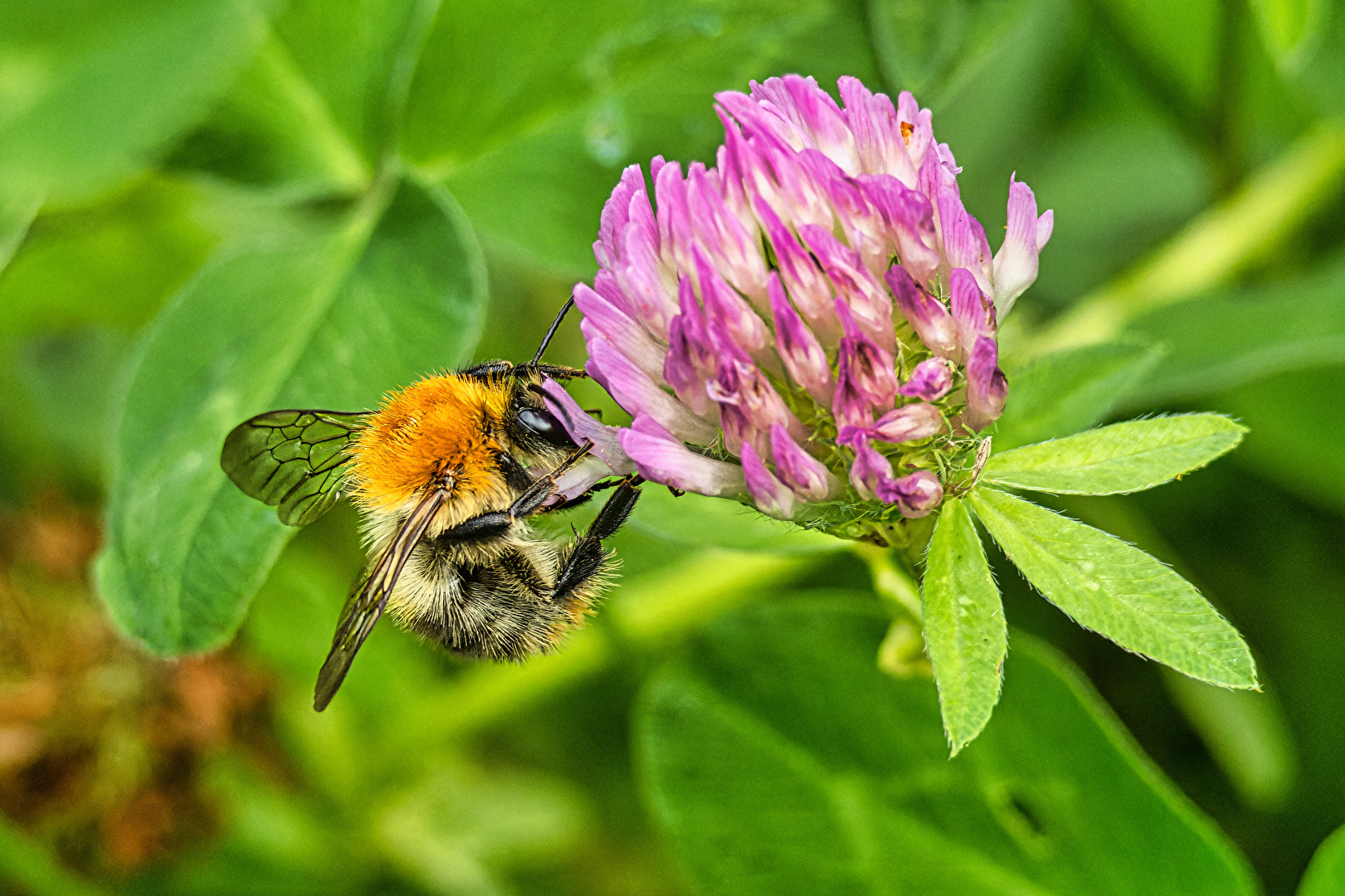 Bienen, Wespen, Hummeln