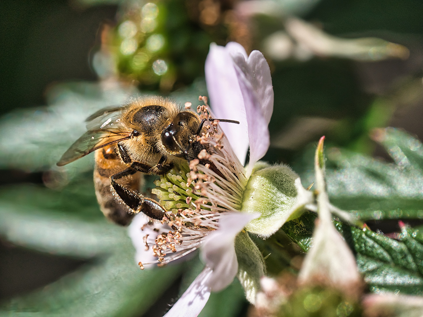 Bienen, Wespen, Hummeln