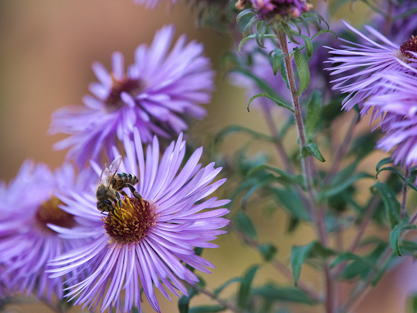 Bienen, Wespen, Hummeln