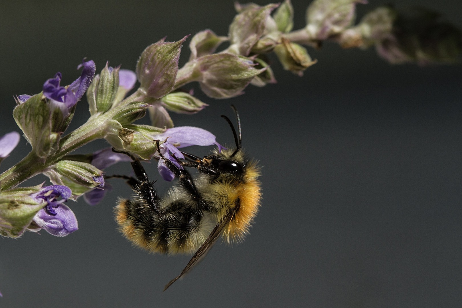 hummel am lavendel