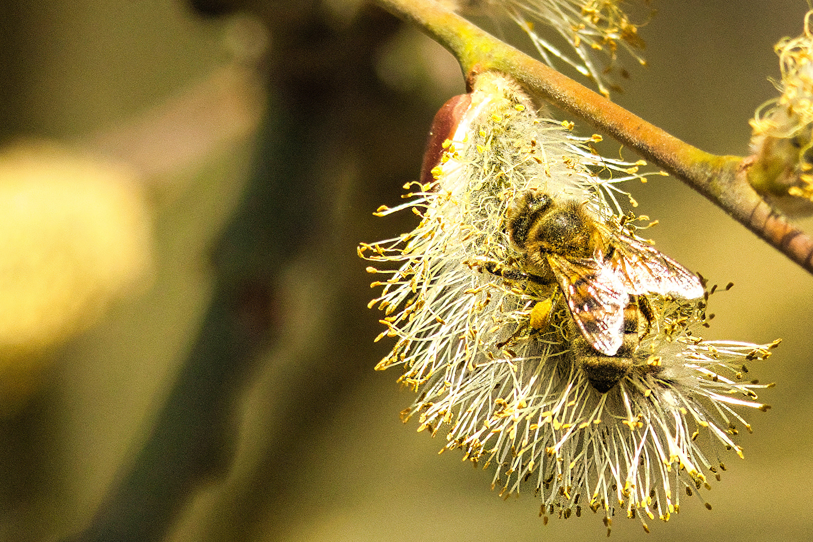 Bienen, Wespen, Hummeln
