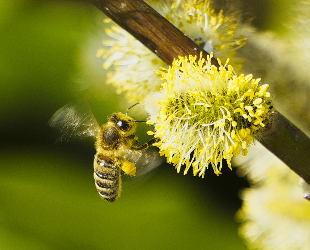 Bienen 2