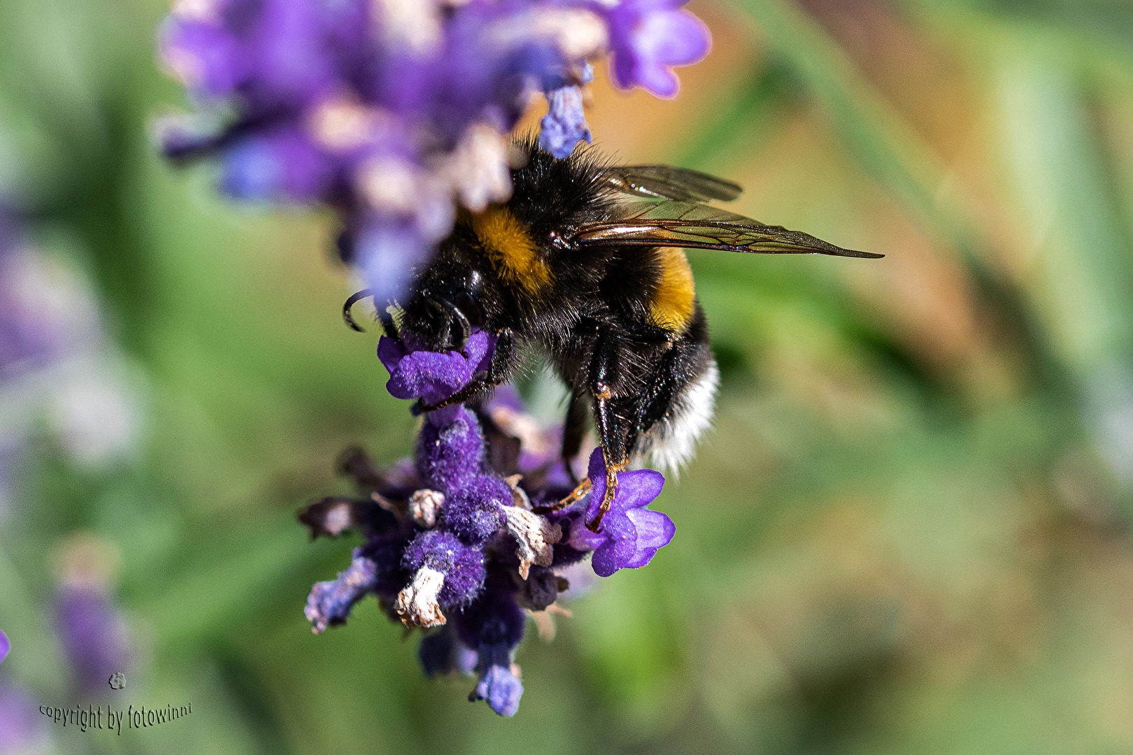Hummel