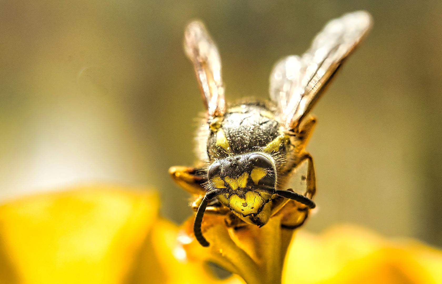 Bienen, Wespen, Hummeln