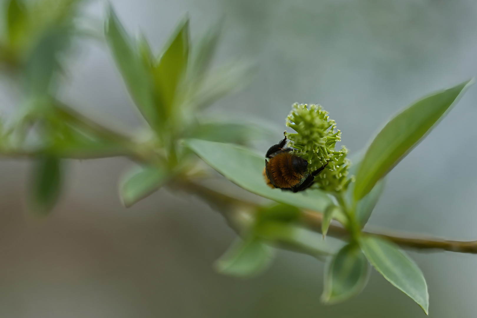 Hummel von hinten