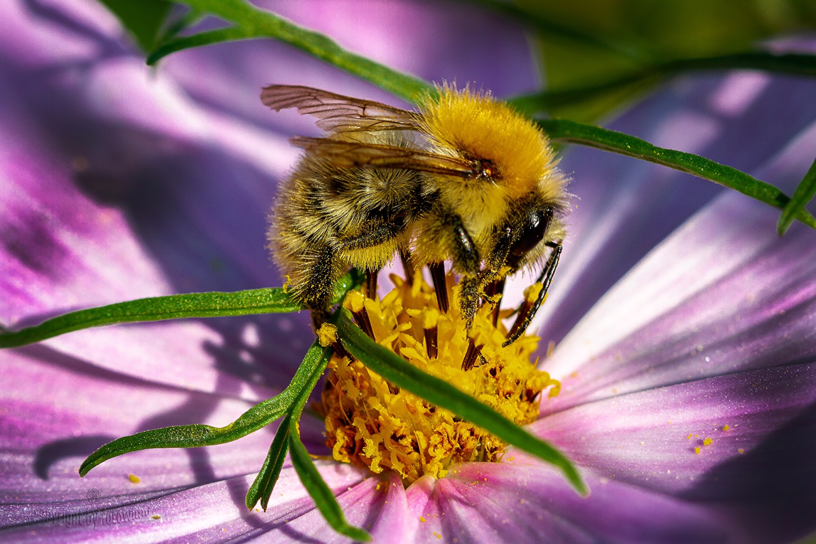 fleißiges Bienchen
