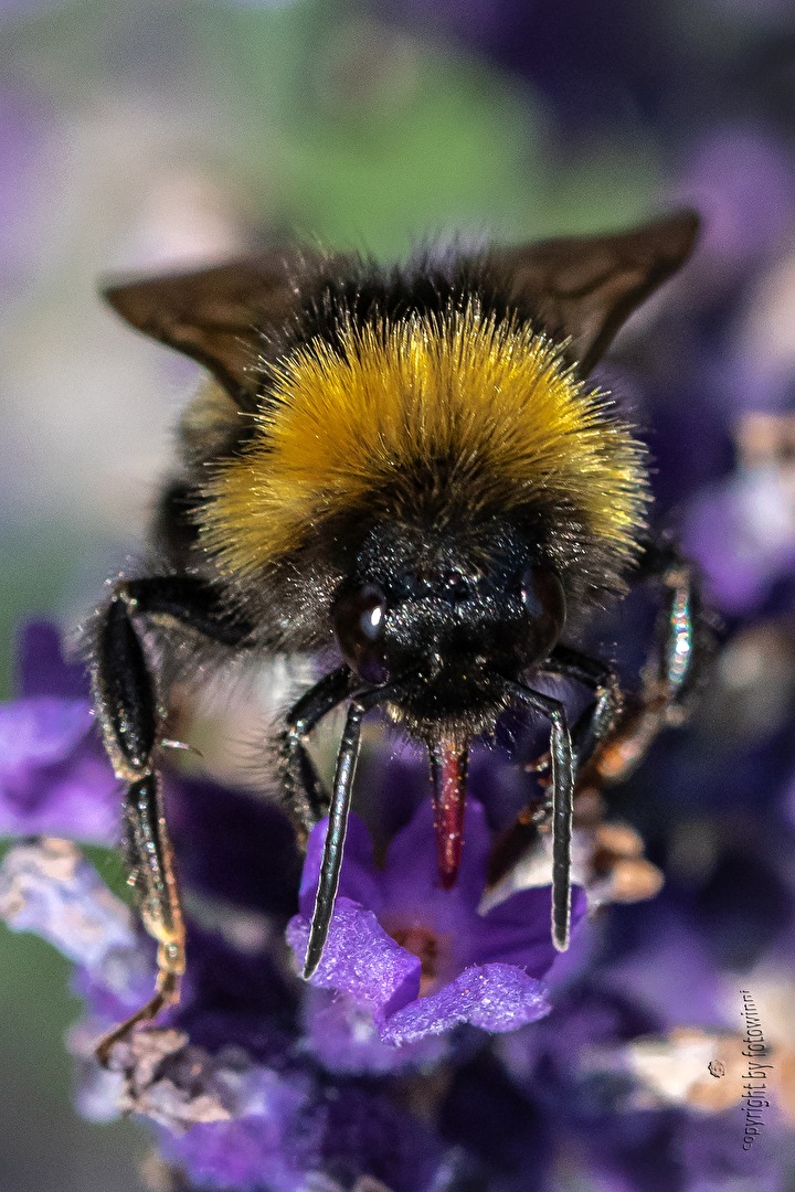 Hummel