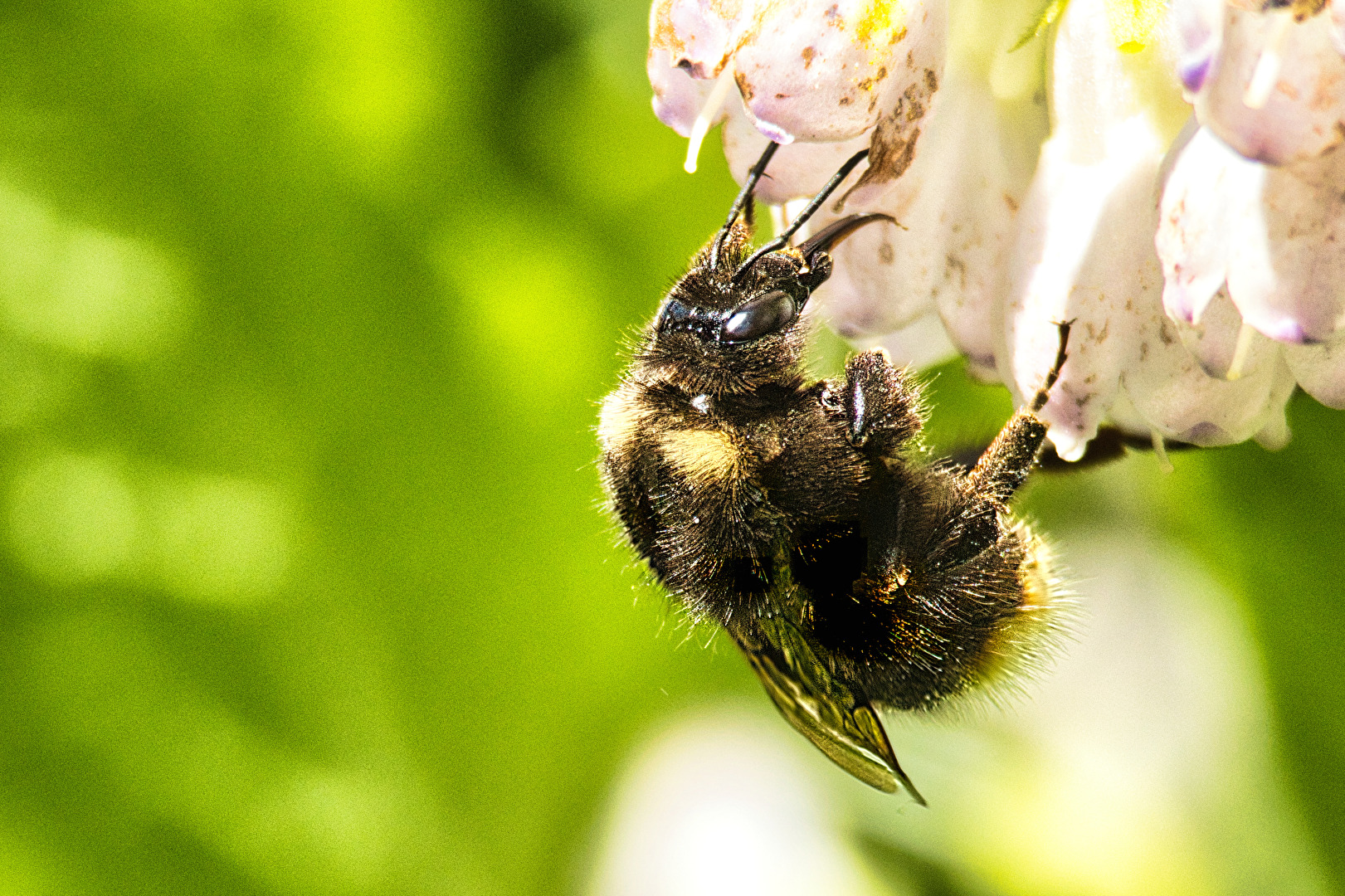 Bienen, Wespen, Hummeln