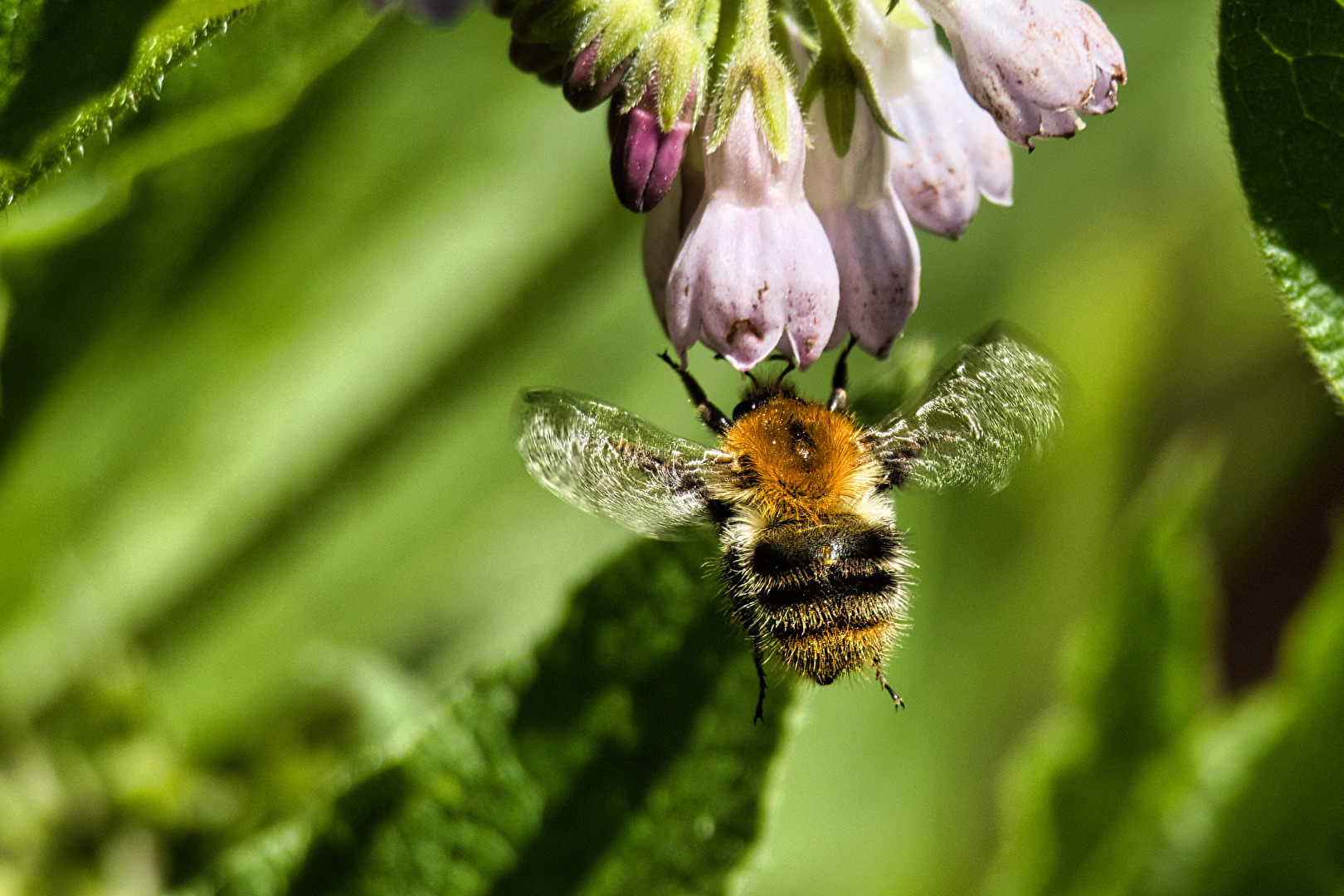 Bienen, Wespen, Hummeln