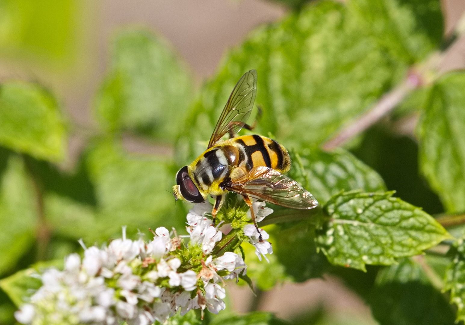 Totenkopfschwebfliege