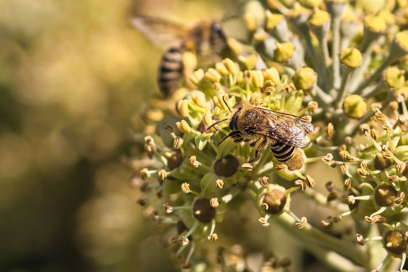 Bienen, Wespen, Hummeln