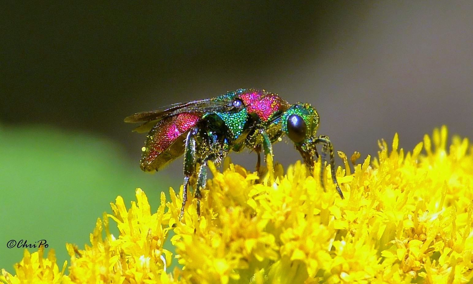 # Insekten - Gemeine Goldwespe