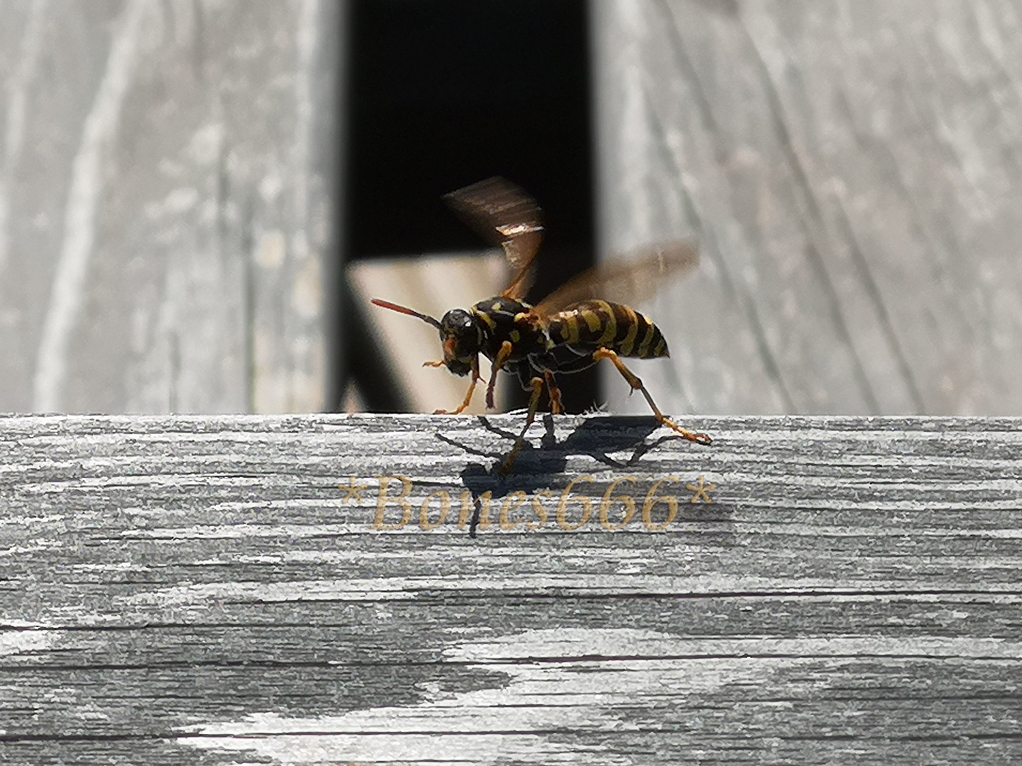 Bienen, Wespen, Hummeln