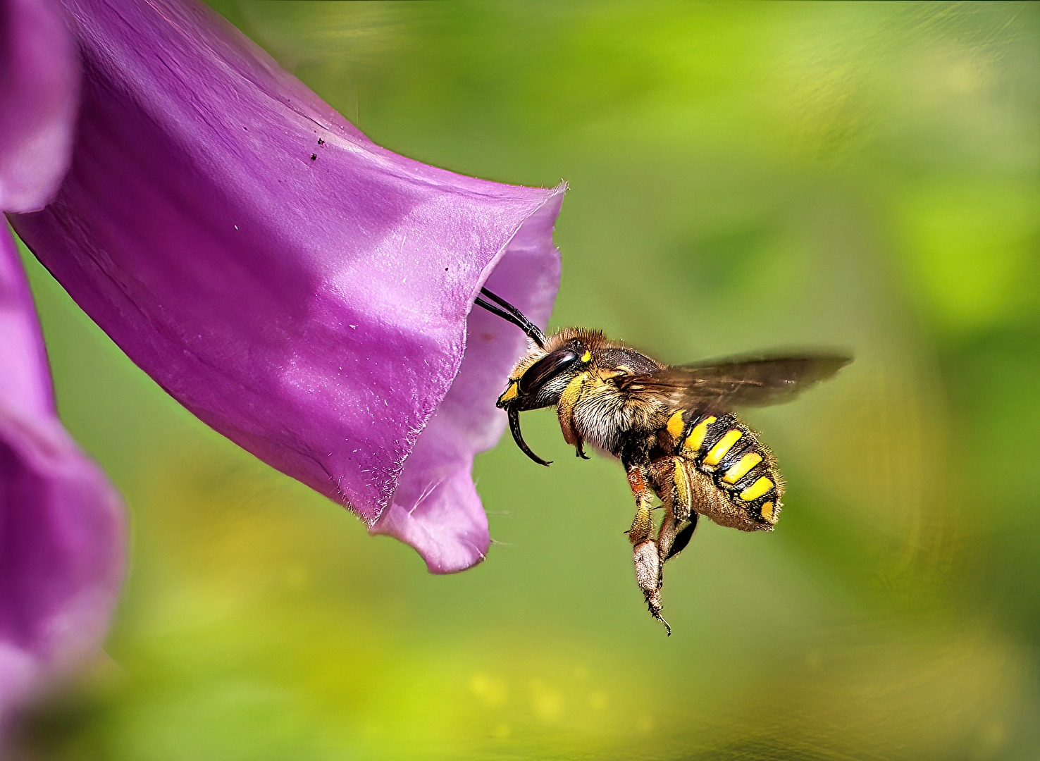 Garten-Wollbiene (Anthidium manicatum)