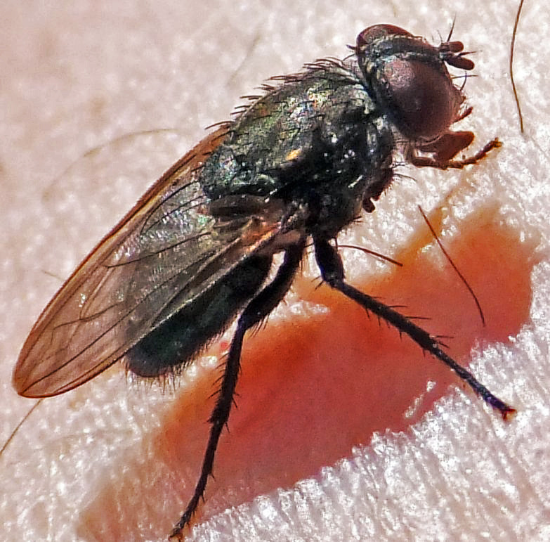 Fliege