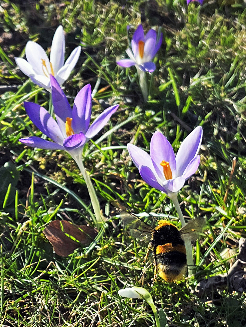 Hummel an Krokus 3