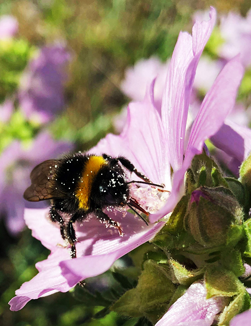 fleisige Hummel