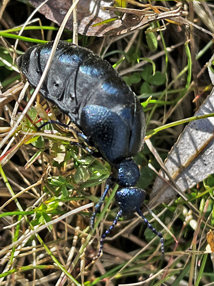 Schwarzblauer Ölkäfer