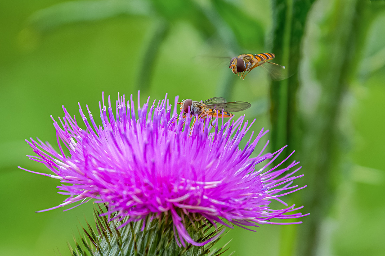 Schwebfliegen