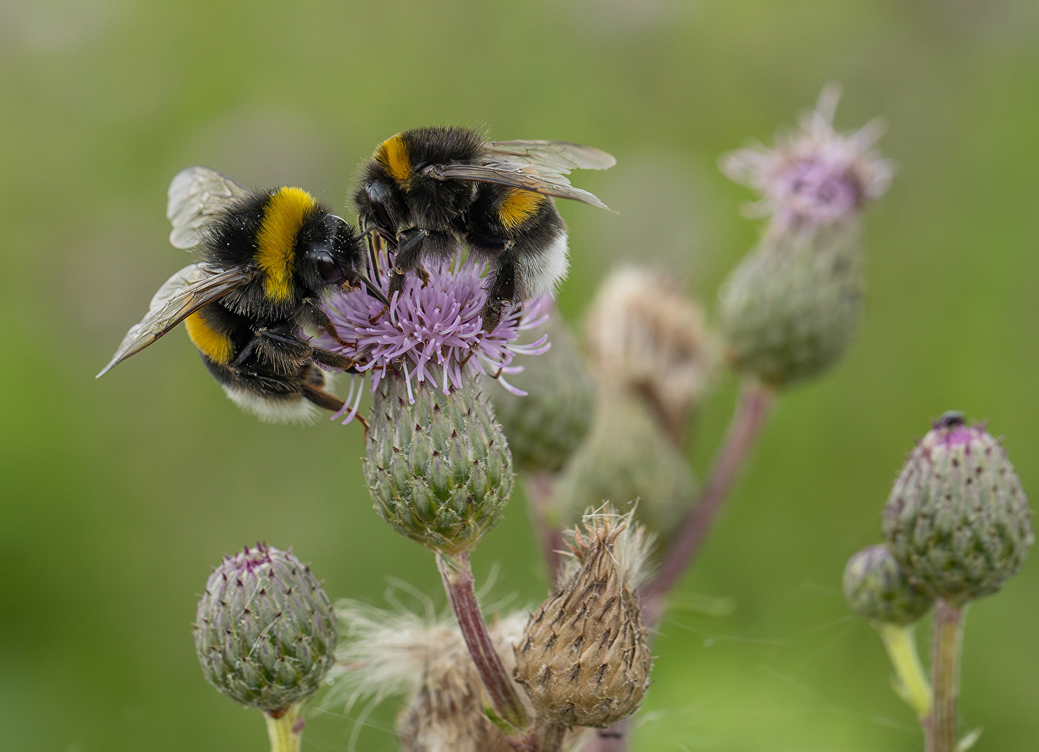 Bienen