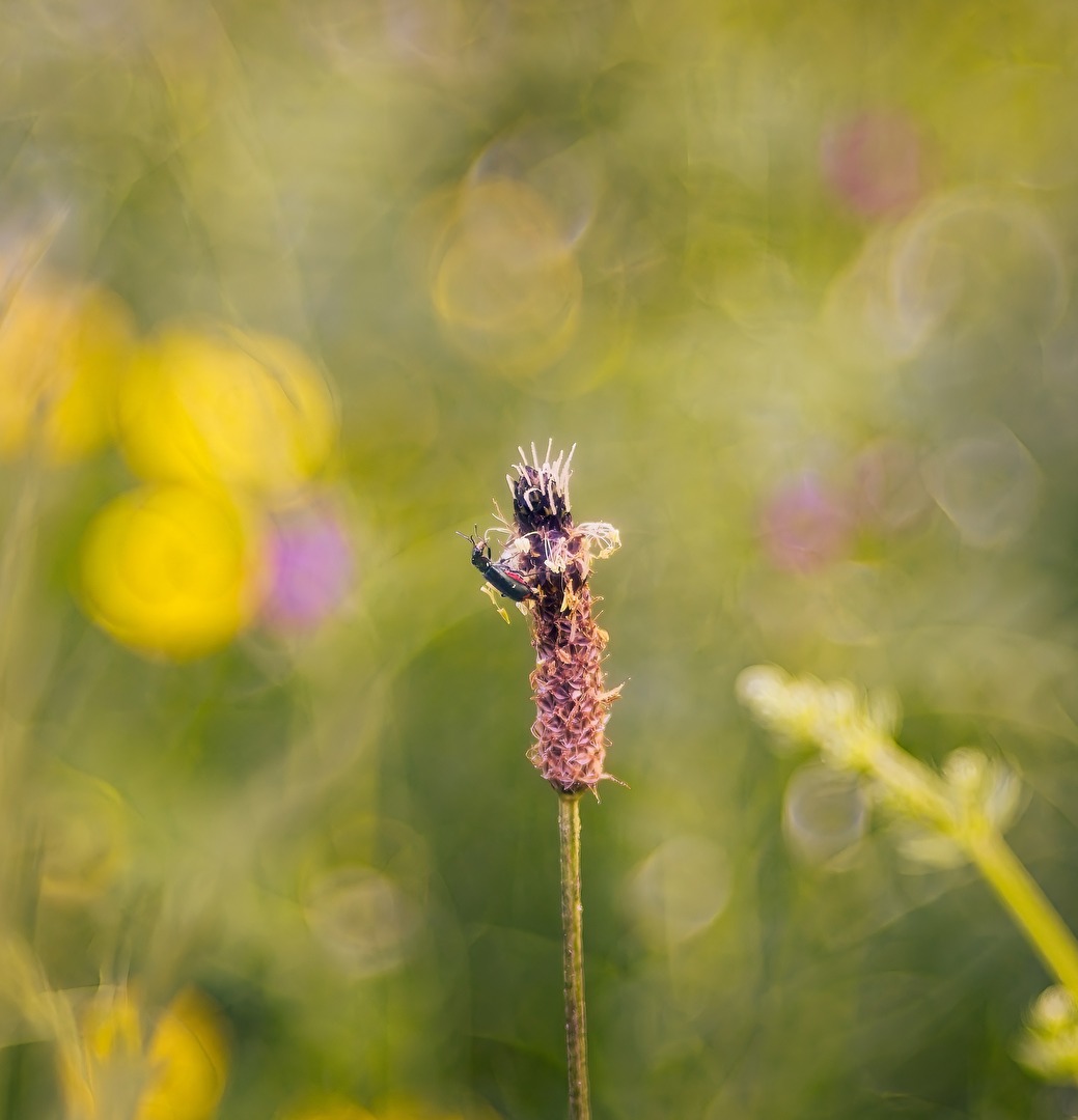 Gras und Käfer mit Altglas