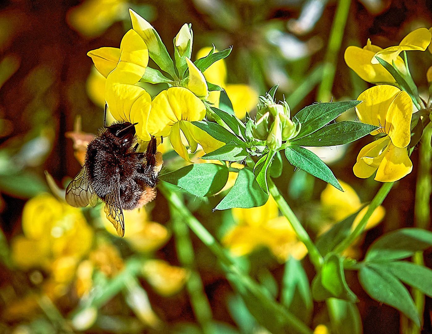 Steinhummel (Bombus lapidarius).
