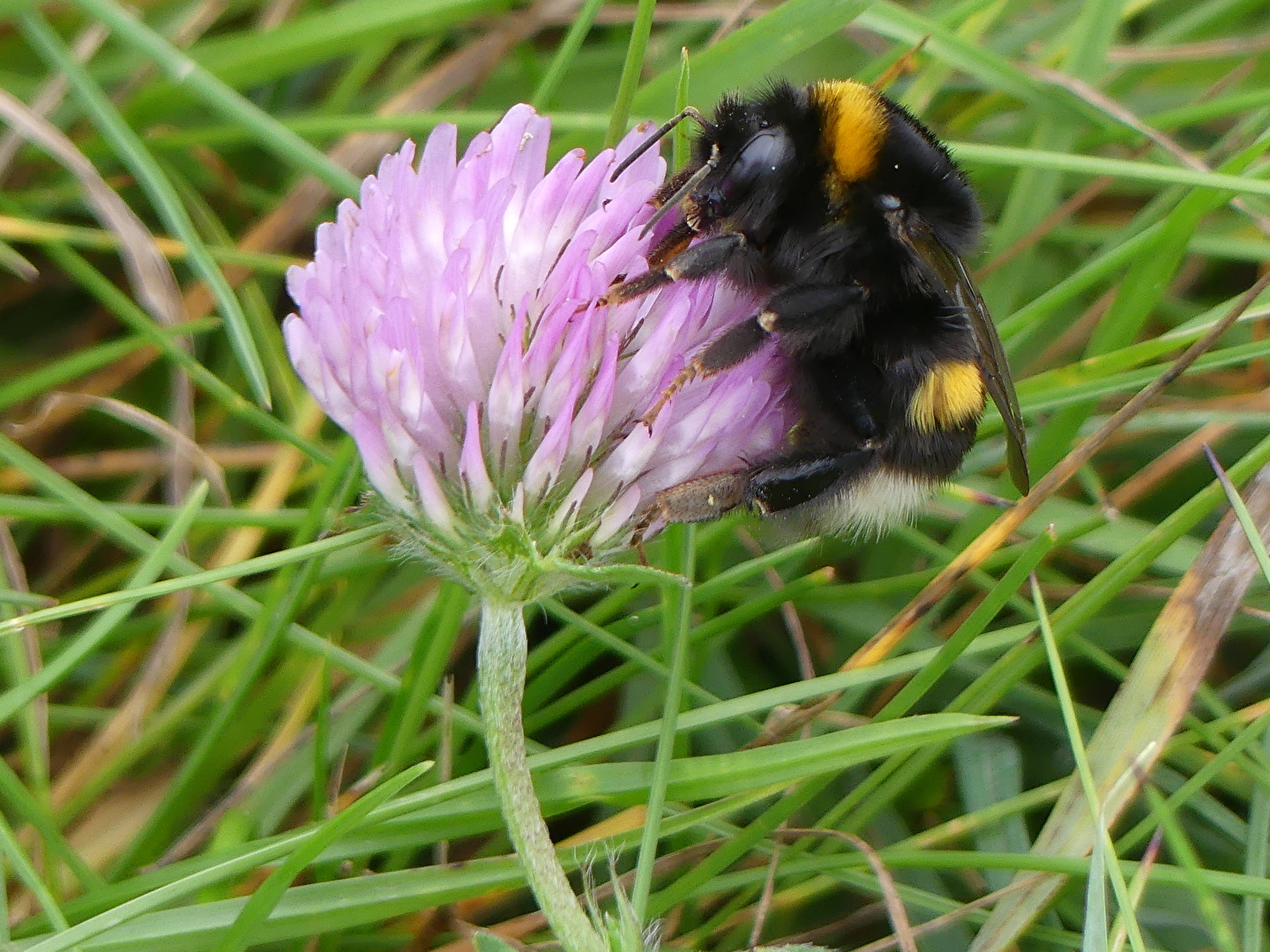 Hummel