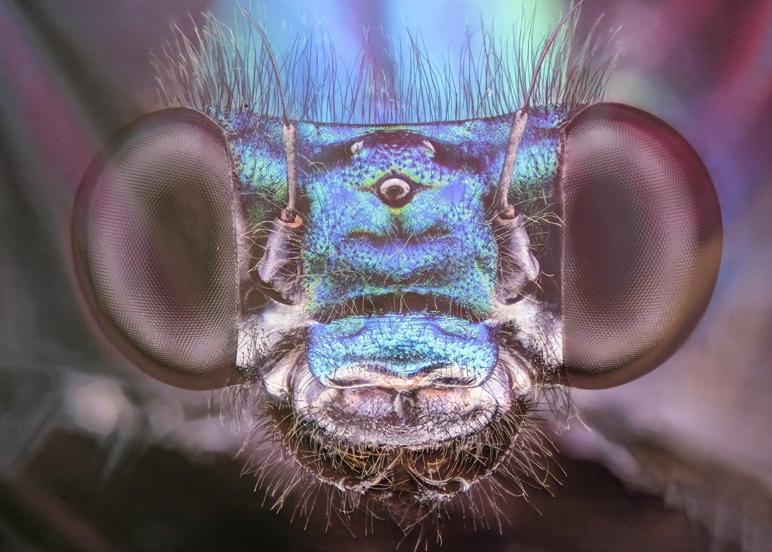 Blauflügel Prachtlibelle