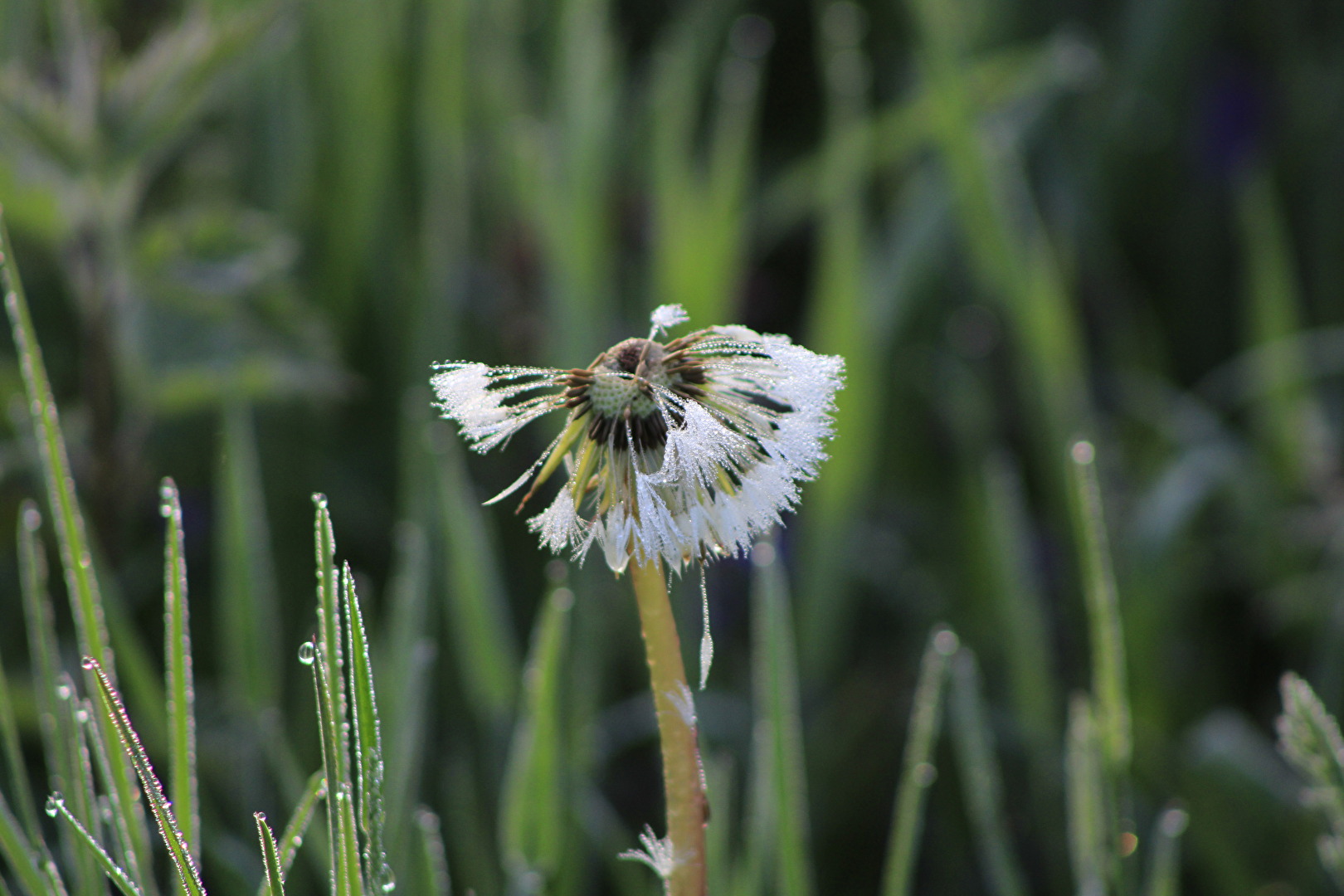 Morgentau auf Pusteblume