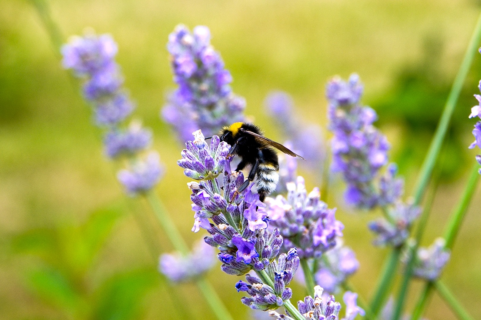 Hummel