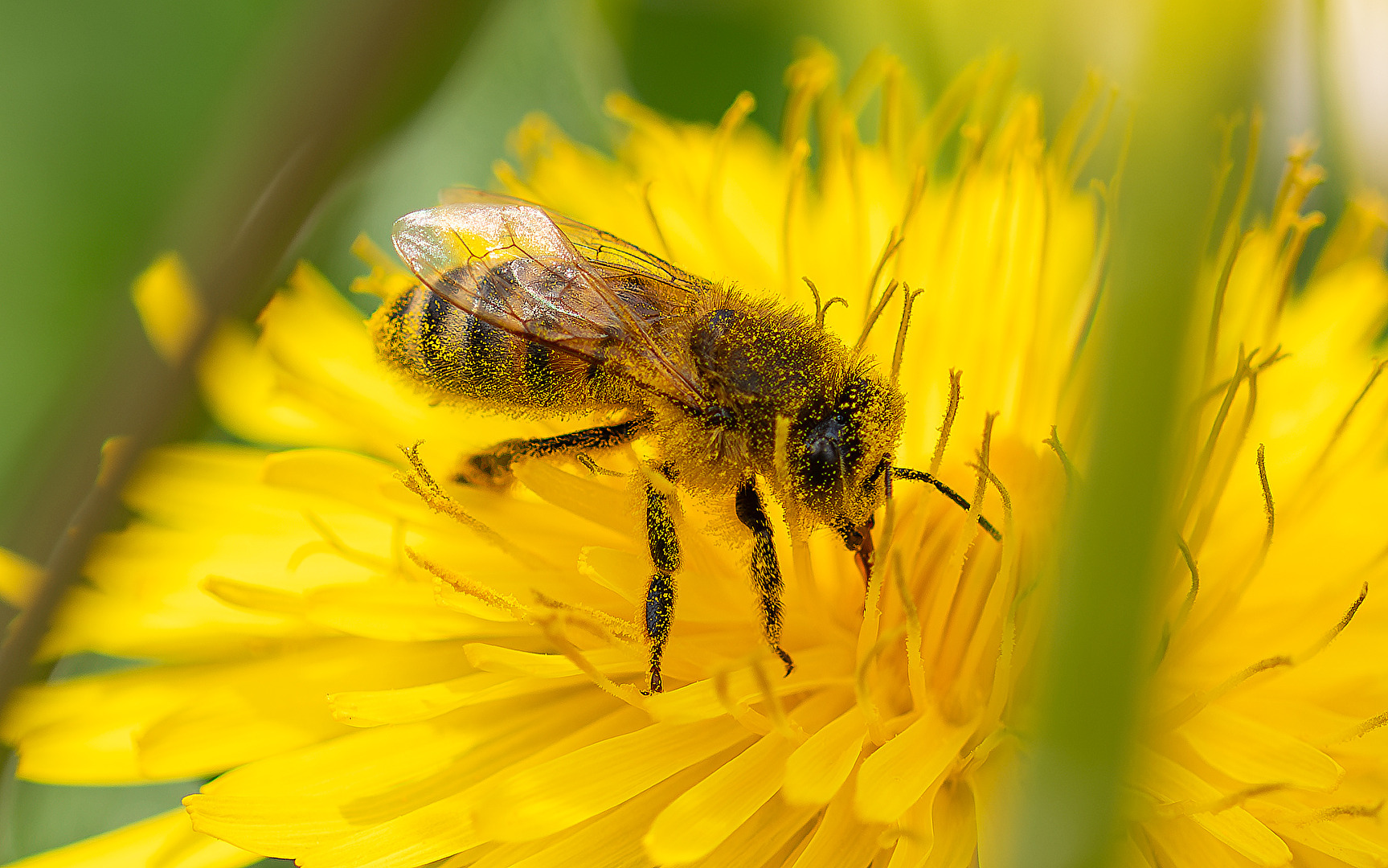 Flying insects