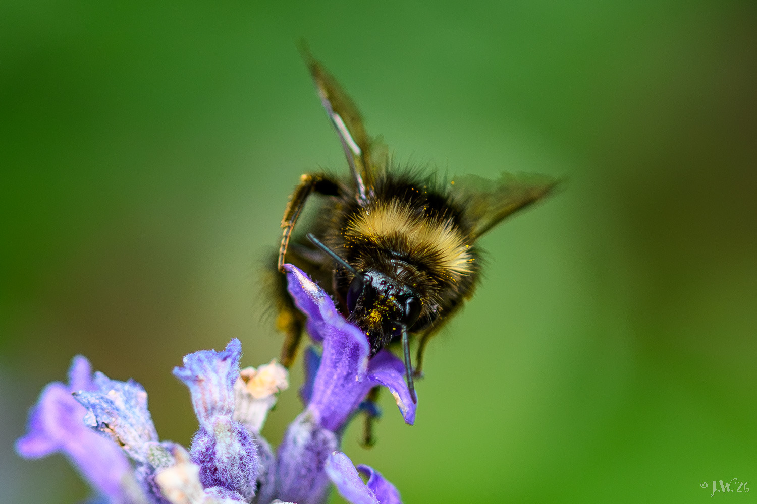 Earth bumblebee in the lavender funnel