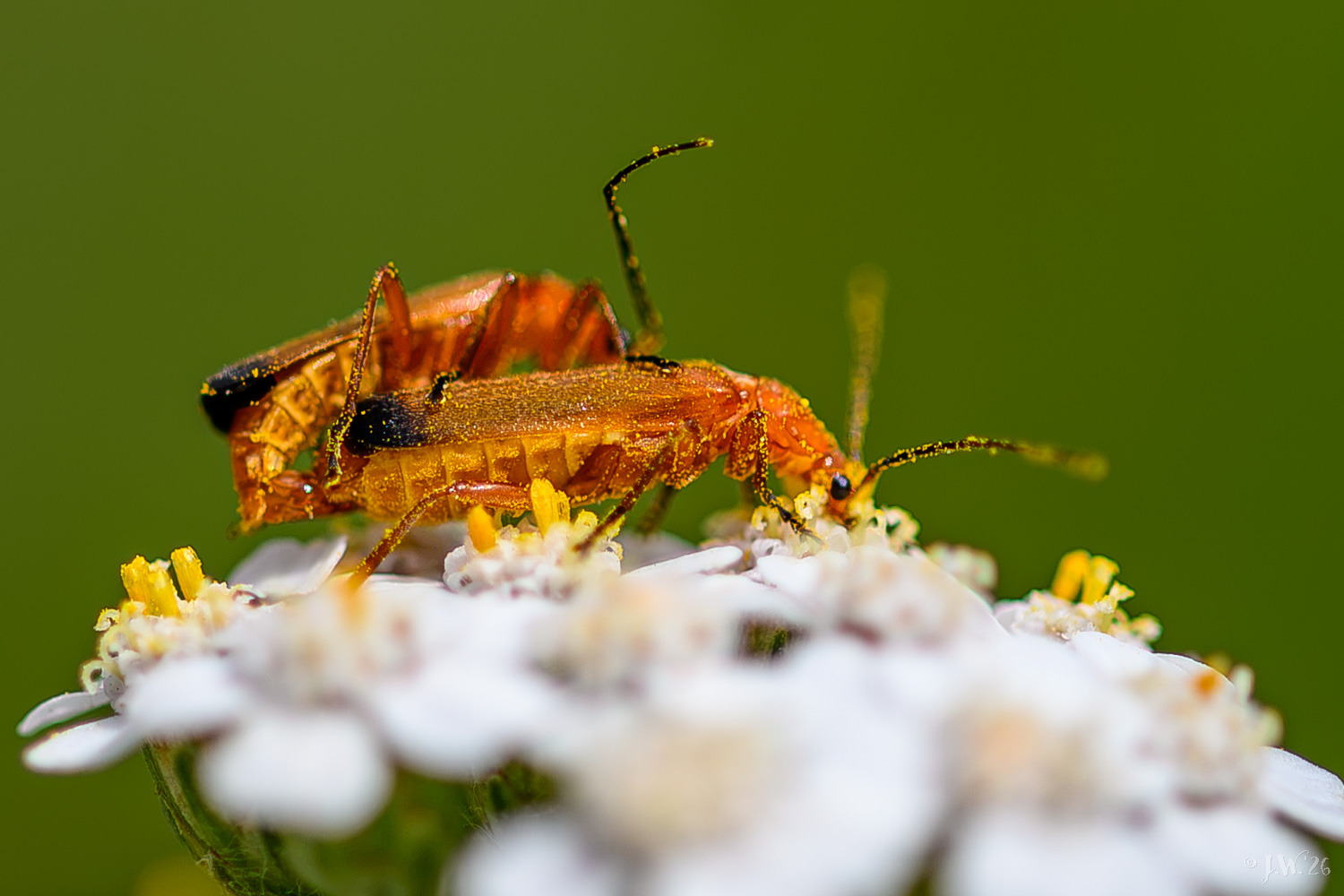 Red soft beetle mating