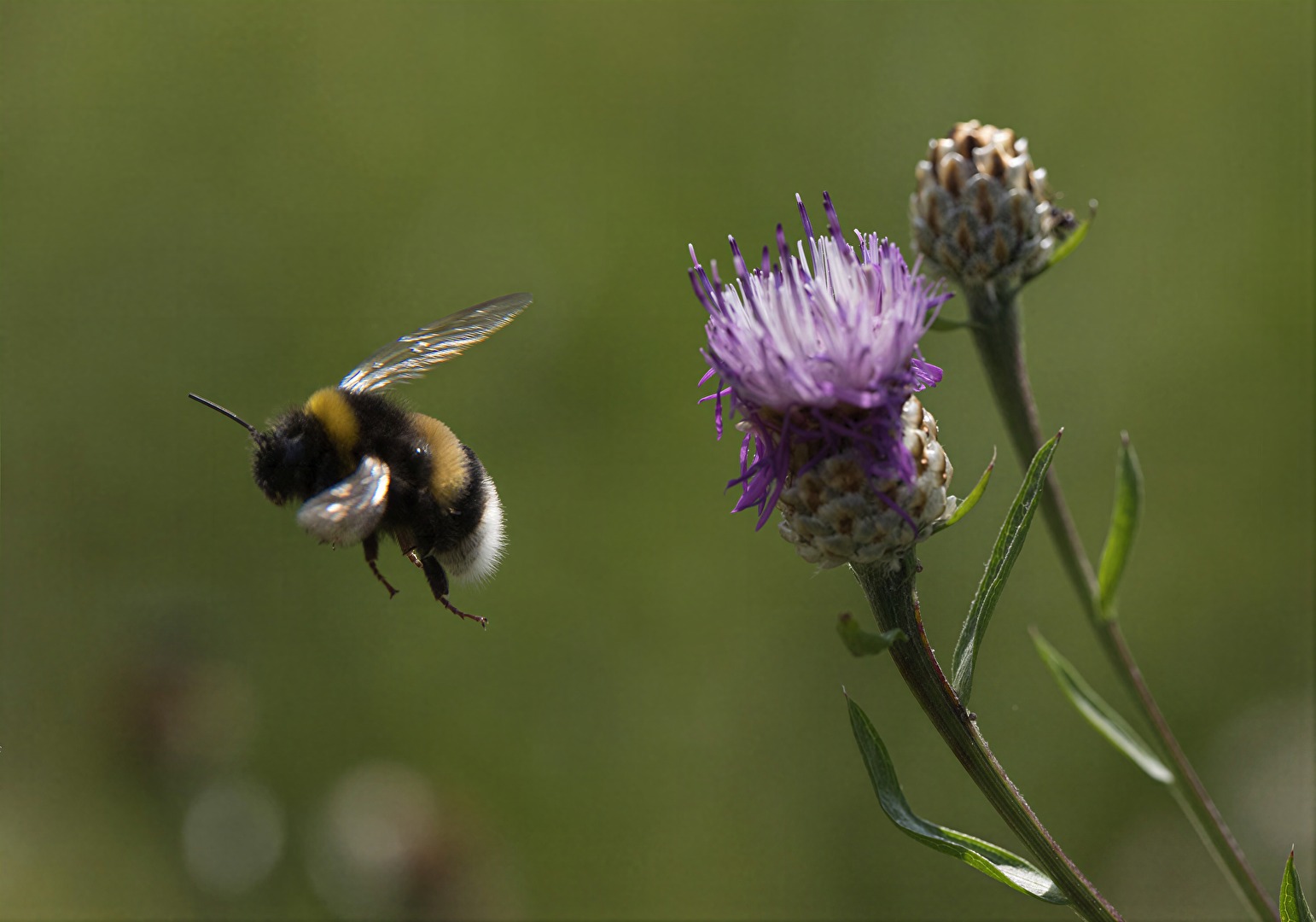 Hummel im Abflug