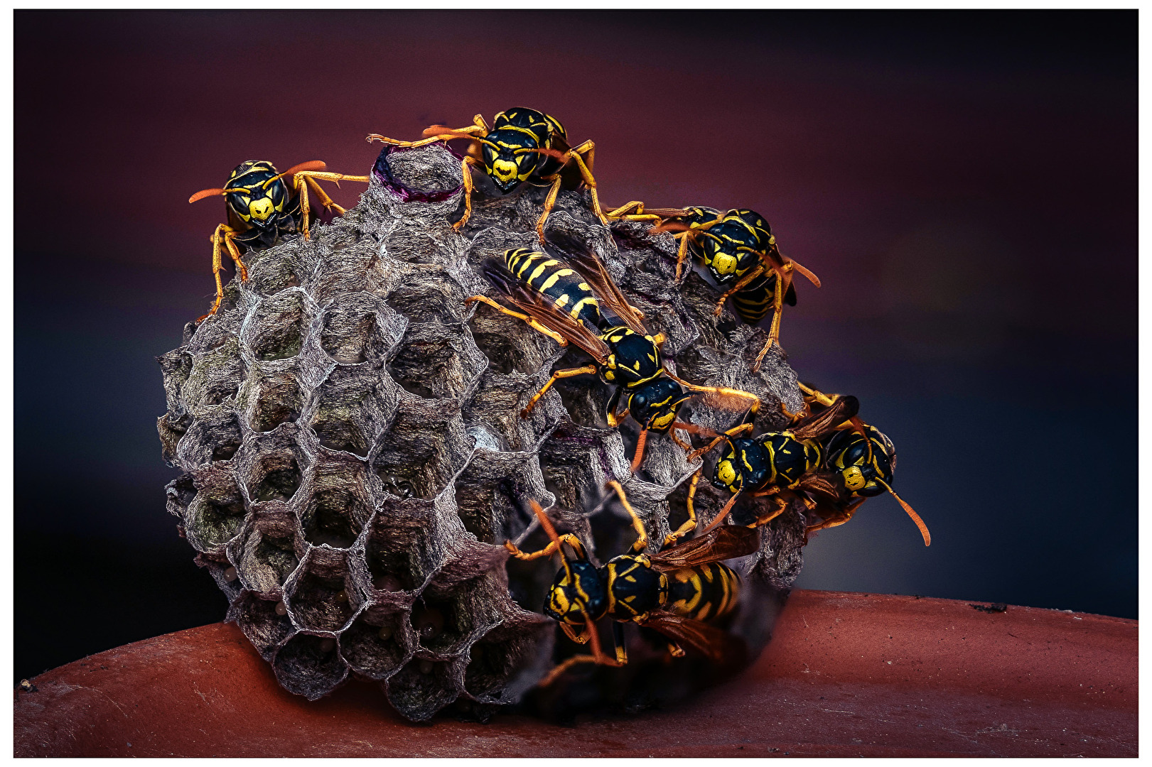 Strong and defensible community