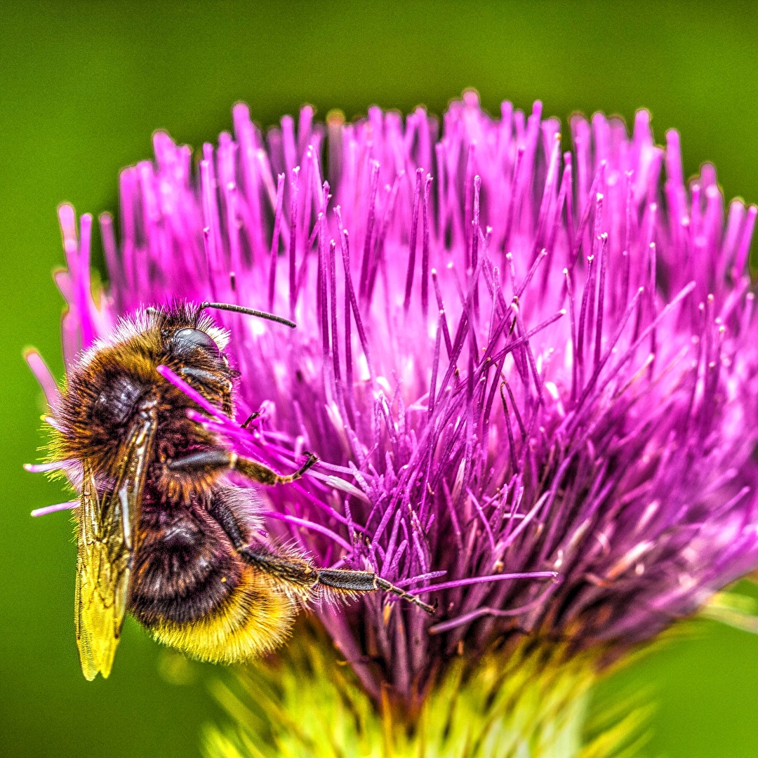 Bee Feasts on a Blossom