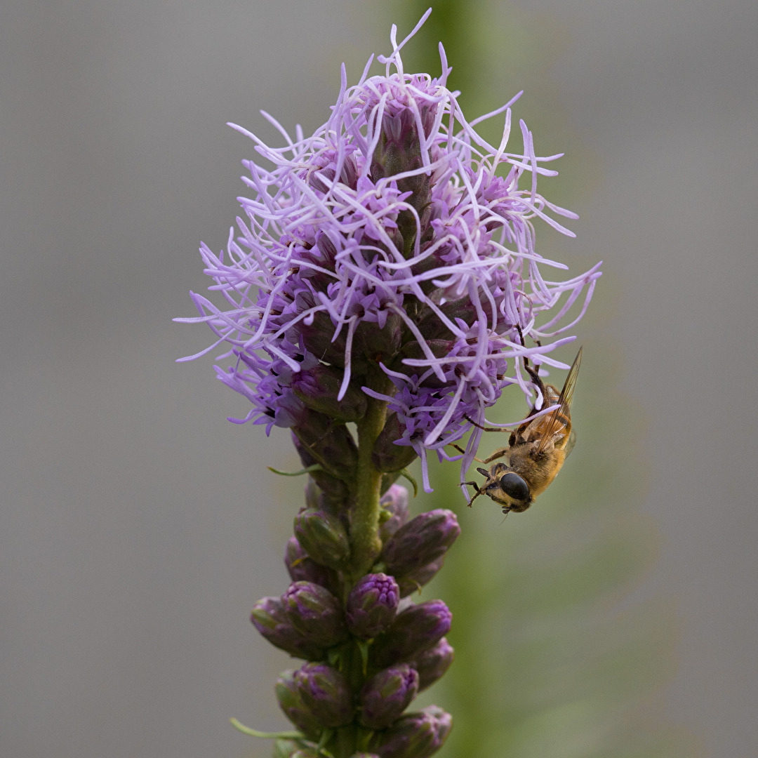 Acrobatic Bee