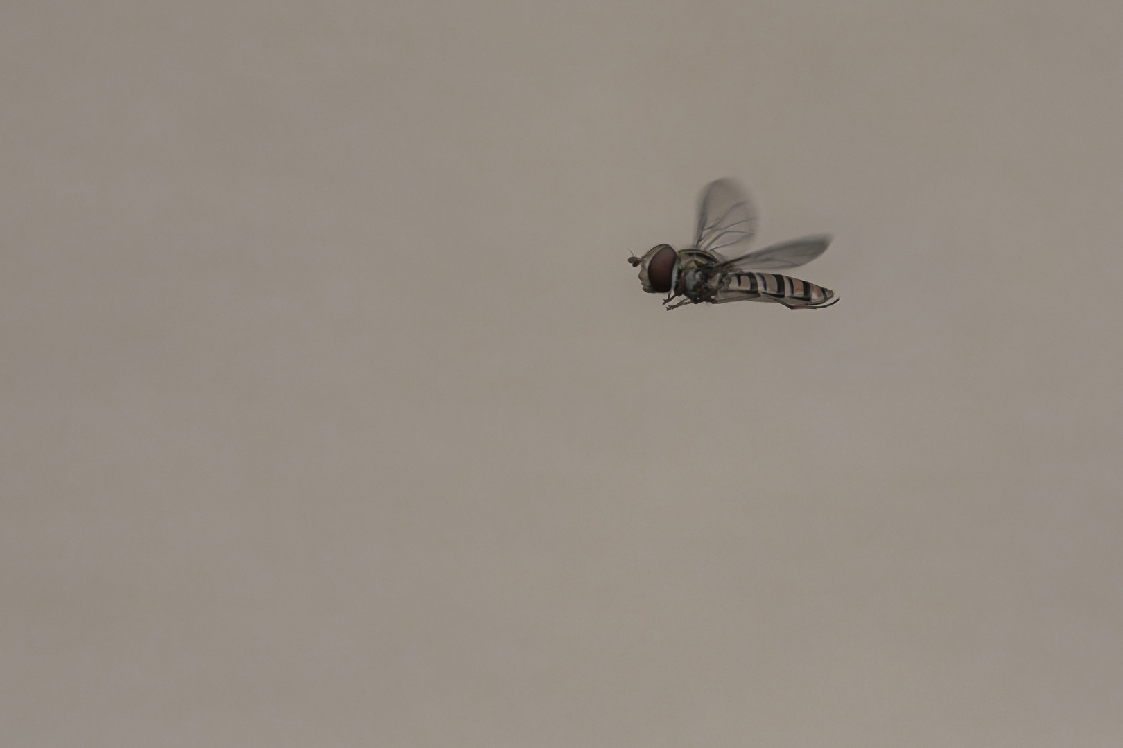 Simply just fly